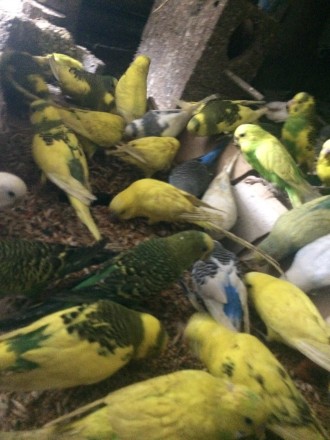 Продам попугаев Волнистых взрослых-малышей ,разного окраса ,девочек и мальчиков . . фото 8