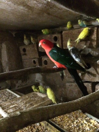 Продам попугаев Волнистых взрослых-малышей ,разного окраса ,девочек и мальчиков . . фото 13