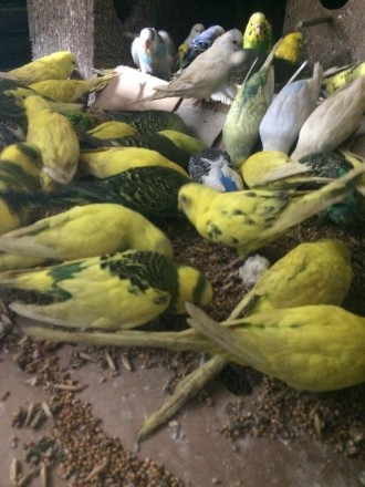 Продам попугаев Волнистых взрослых-малышей ,разного окраса ,девочек и мальчиков . . фото 10