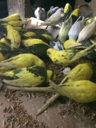 Продам попугаев Волнистых взрослых-малышей ,разного окраса ,девочек и мальчиков . . фото 6