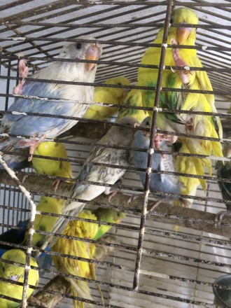 Продам попугаев Волнистых взрослых-малышей ,разного окраса ,девочек и мальчиков . . фото 9