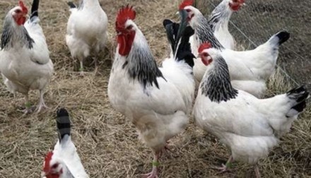 Инкубационное яйцо несушки Суссекс. Киев. фото 1 Инкубационное яйцо несушки Суссекс. Киев. фото 1
