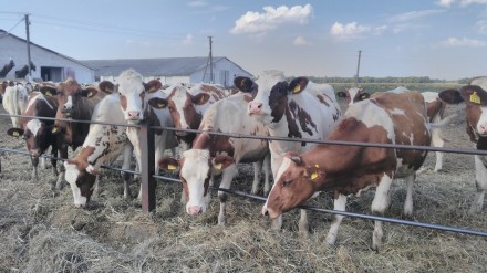 М'ясо-комбінат м.Харків закуповує дорого ВРХ (Корів,Биків,Коней). Суми. фото 1 М'ясо-комбінат м.Харків закуповує дорого ВРХ (Корів,Биків,Коней). Суми. фото 1