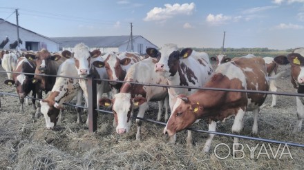 М'ясо-комбінат м.Харків
Закуповує ВРХ(Корів,Биків,Коней)по Сумській,Черніг. . фото 1