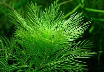 Продам самые красивые аквариумные растения
Перистолистник матогросский зеленый . . фото 2