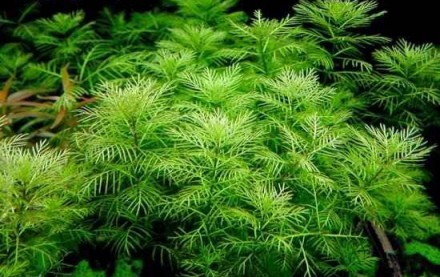 Продам самые красивые аквариумные растения
Перистолистник матогросский зеленый . . фото 3