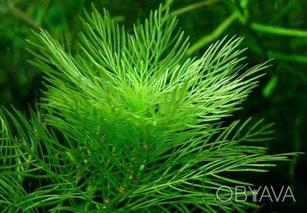 Перистолистник матогросский зеленый. Растения для аквариума