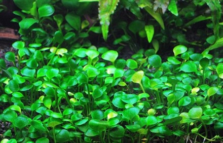 Продам растения для вашего аквариума
Марсилия четырехлистная (Marsilea quadrifo. . фото 2