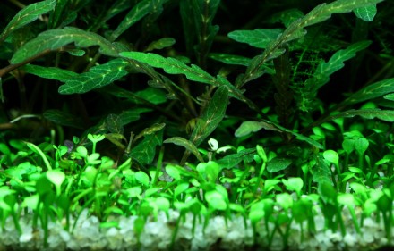 Продам растения для вашего аквариума
Марсилия четырехлистная (Marsilea quadrifo. . фото 5