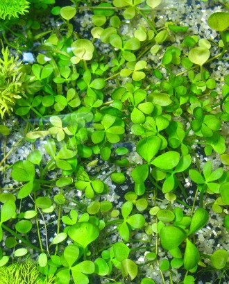 Продам растения для вашего аквариума
Марсилия четырехлистная (Marsilea quadrifo. . фото 6