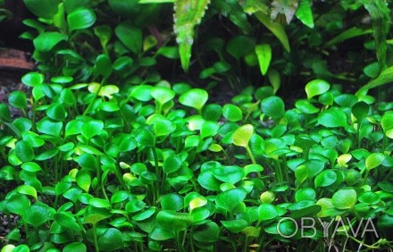 Продам растения для вашего аквариума
Марсилия четырехлистная (Marsilea quadrifo. . фото 1