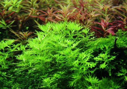 Продам самые красивые аквариумные растения
Хоттония палюстрис (Hottonia palustr. . фото 2
