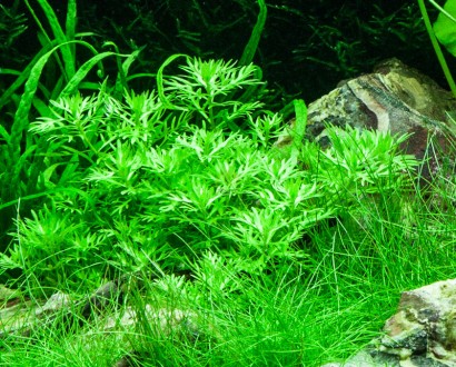 Продам самые красивые аквариумные растения
Хоттония палюстрис (Hottonia palustr. . фото 5