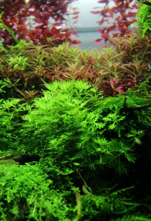 Продам самые красивые аквариумные растения
Хоттония палюстрис (Hottonia palustr. . фото 6