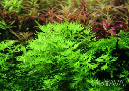 Продам самые красивые аквариумные растения
Хоттония палюстрис (Hottonia palustr. . фото 1