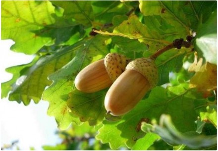 Продам желуди --- плоды дуба обыкновенного/летнего/черешчатого/английского (Quer. . фото 2