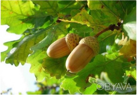 Продам желуди --- плоды дуба обыкновенного/летнего/черешчатого/английского (Quer. . фото 1