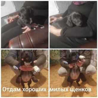 Отдам бесплатно щенков мама такса переводок папа спаниель. Мелитополь. фото 1 Отдам бесплатно щенков мама такса переводок папа спаниель. Мелитополь. фото 1