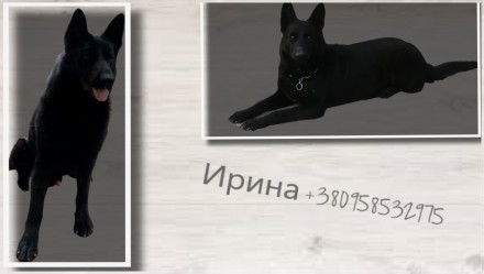 Продам отличных щенков черной немецкой овчарки. Житомир. фото 1 Продам отличных щенков черной немецкой овчарки. Житомир. фото 1