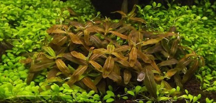 Продам аквариумные растения
Стаурогин коричневый (Staurogyne sp. brown.) подойд. . фото 6