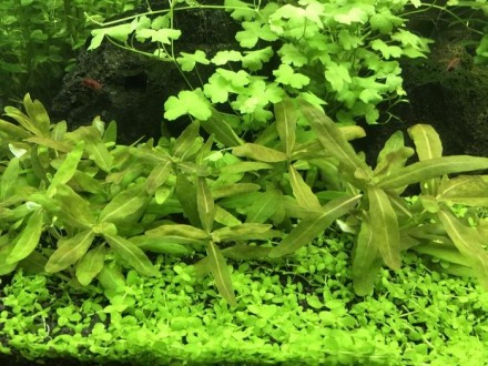 Продам аквариумные растения
Стаурогин коричневый (Staurogyne sp. brown.) подойд. . фото 4