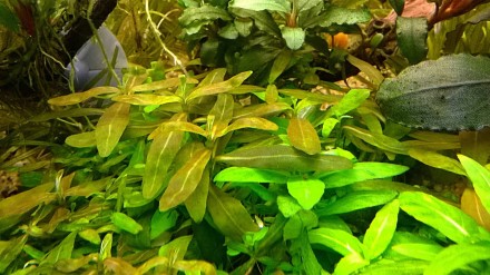 Продам аквариумные растения
Стаурогин коричневый (Staurogyne sp. brown.) подойд. . фото 3