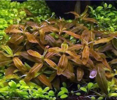 Продам аквариумные растения
Стаурогин коричневый (Staurogyne sp. brown.) подойд. . фото 2