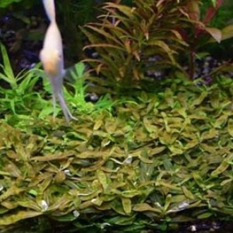 Продам аквариумные растения
Стаурогин коричневый (Staurogyne sp. brown.) подойд. . фото 5