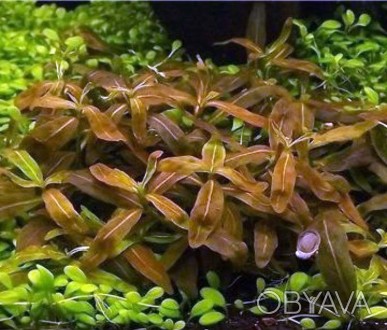 Продам аквариумные растения
Стаурогин коричневый (Staurogyne sp. brown.) подойд. . фото 1