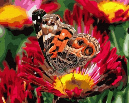 Бабочка в макро съемке. Полтава. фото 1