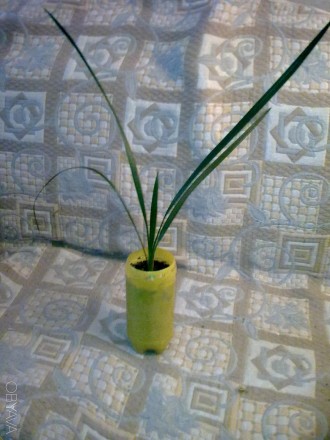 Продаю саженец финиковой пальмы. Это кустовое комнатное растение с красивыми пер. . фото 1