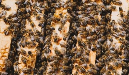 Продам пчелопакеты, пчелосемьи Одесса, Одес.обл. Одесса. фото 1 Продам пчелопакеты, пчелосемьи Одесса, Одес.обл. Одесса. фото 1