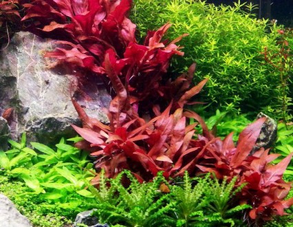 Продам аквариумные растения
Альтернантера Мини (Alternanthera reineckii sp. &#0. . фото 3