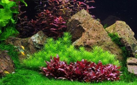 Продам аквариумные растения
Альтернантера Мини (Alternanthera reineckii sp. &#0. . фото 4