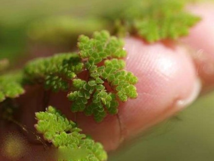 Плавающие папоротники Азолла (Azolla caroliniana) и Сальвиния (Salvinia oblongif. . фото 4