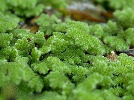 Плавающие папоротники Азолла (Azolla caroliniana) и Сальвиния (Salvinia oblongif. . фото 3