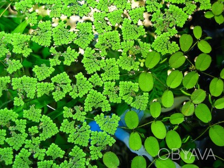 Плавающие папоротники Азолла (Azolla caroliniana) и Сальвиния (Salvinia oblongif. . фото 1