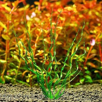 Продам растения для вашего аквариума
Эхинодорус "Везувий" очень декор. . фото 6