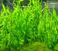 Продам растения для вашего аквариума
Эхинодорус "Везувий" очень декор. . фото 4