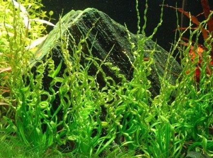 Продам растения для вашего аквариума
Эхинодорус "Везувий" очень декор. . фото 2