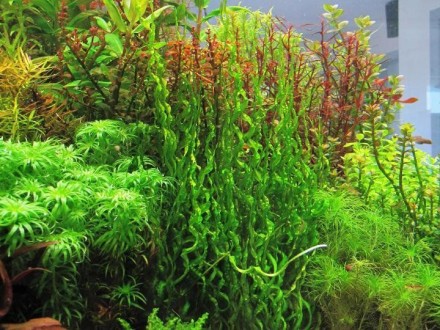 Продам растения для вашего аквариума
Эхинодорус "Везувий" очень декор. . фото 3