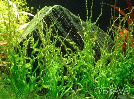 Продам растения для вашего аквариума
Эхинодорус "Везувий" очень декор. . фото 1