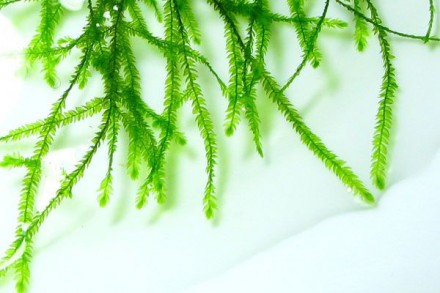 Мох рождественский (Vesicularia montagnei, Christmas Moss.) Красивый быстро-раст. . фото 8