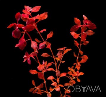 Людвигия Супер Ред (Ludwigia palustris ''super red'') подход. . фото 1