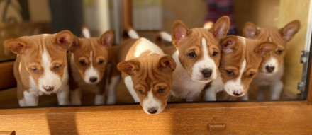 Basenji Цуценята Басенджі Щенки Басенджи. Львов. фото 1 Basenji Цуценята Басенджі Щенки Басенджи. Львов. фото 1