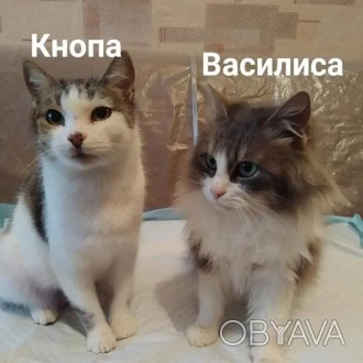 Василиса и Кнопа ищут дом .
Этих двух кошечек мы забрали 30 декабря у неблагопо. . фото 1