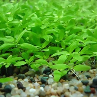 Продам разные аквариумные растения
Повойничек (Elatine triandra, Повойничек тре. . фото 2