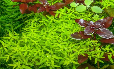Продам разные аквариумные растения
Повойничек (Elatine triandra, Повойничек тре. . фото 4