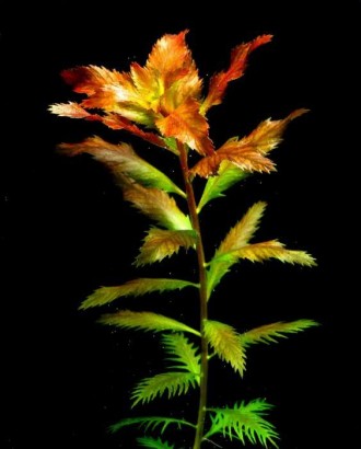 Проодам Прозерпинаку (Proserpinaca palustris). Растение пилообразными листьями и. . фото 4