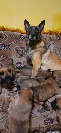 В продаже щенки Малинуа, 18.12 2021 г.р., привиты по возрасту, чиппированные, до. . фото 11